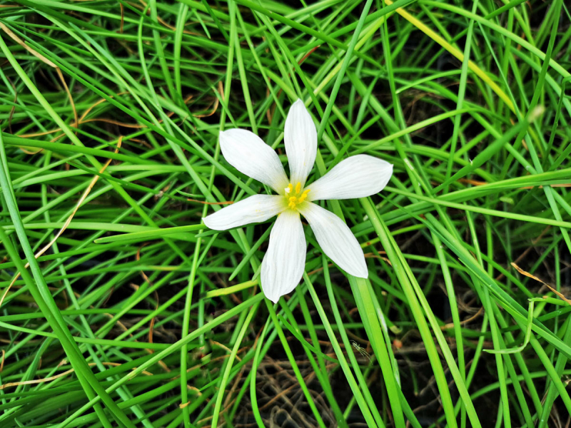 weiße Amaryllis - Zephyranthes candida
